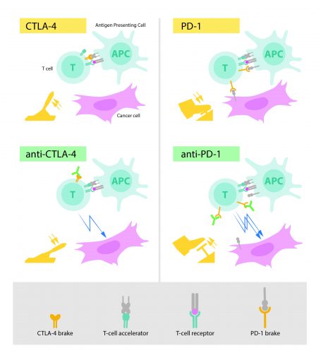 چپ بالا: برای فعال‌سازی سلول T، لازم است که گیرنده‌ این سلول به سازه‌هایی در سلول‌های ایمنی دیگری که به‌عنوان «غیرخودی» شناخته می‌شوند، متصل شود. علاوه بر این، برای فعال شدن سلول T به پروتئینی نیز نیاز است که به‌عنوان تسریع‌کننده عمل می‌کند. CTLA-4 به‌عنوان یک عامل مهاری روی سلولT عمل می‌کند و مانع از عمل تسریع‌کننده‌ها می‌شود. چپ پایین: آنتی‌بادی‌ها (سبز) علیه CTLA-4، عملکرد مهاری آن را که مانع از فعال‌سازی سلول T و حمله به سلول‌های سرطانی است، مسدود می‌کند. راست بالا: PD-1 یکی دیگر از عوامل مهارکننده سلولT است که مانع از فعال شدن این سلول می‌شود. راست پایین: پادتن‌های علیه PD-1مانع از مهار فعالیت سلول T و سبب حمله موثر به سلول‌های سرطانی می‌شود.